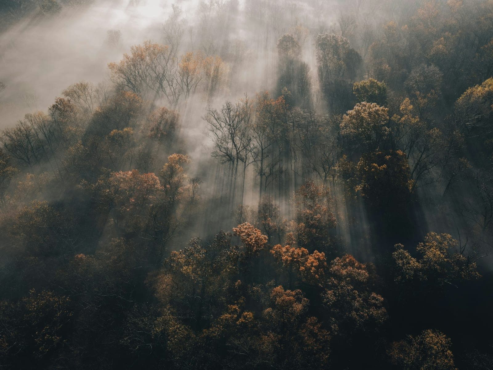 Oblique aerial view over an autumn forest, low sunbeams cutting through morning mist between the treetops